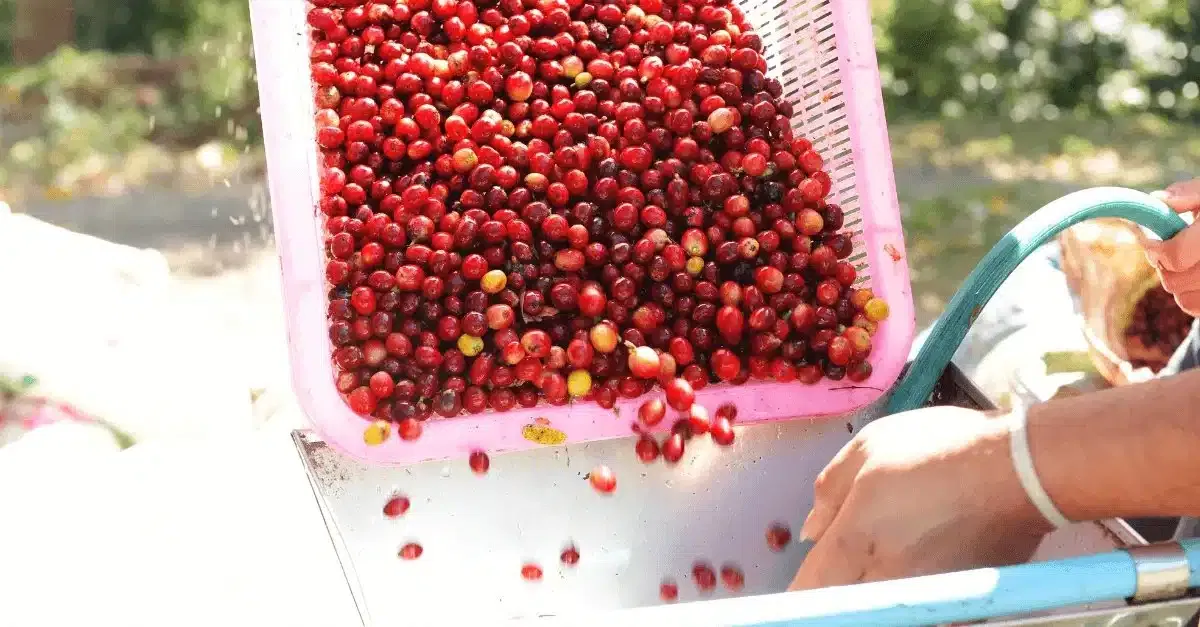 Natural vs. Washed Coffee: Wie Kaffeeaufbereitung den Geschmack beeinflusst