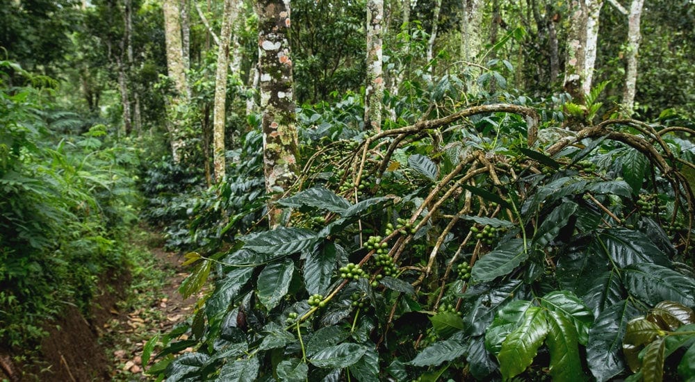 Kopi Luwak - Bali Beans