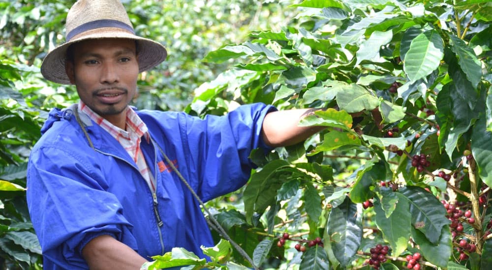 Mexiko Chiapas - Kaffeepflanzen