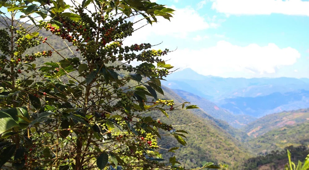 Puno Peru Kaffee - Kaffeefarm Sandia