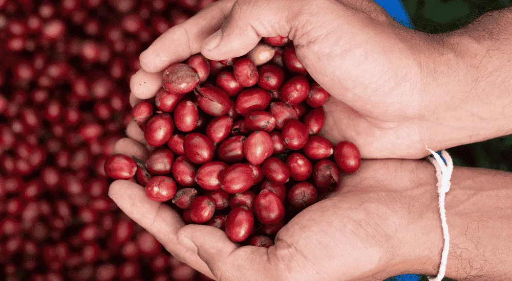Sind Kaffeekirschen essbar