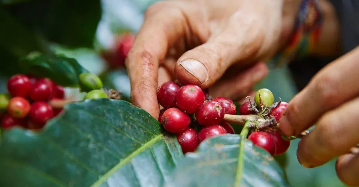 Sierra Nevada de Santa Marta: Wie ein Auswanderer eine nachhaltige Kaffeefarm in Kolumbien betreibt