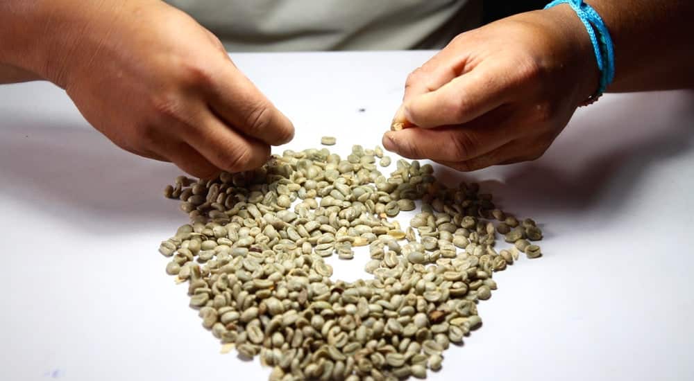 Bio Kaffee - Handverlesen