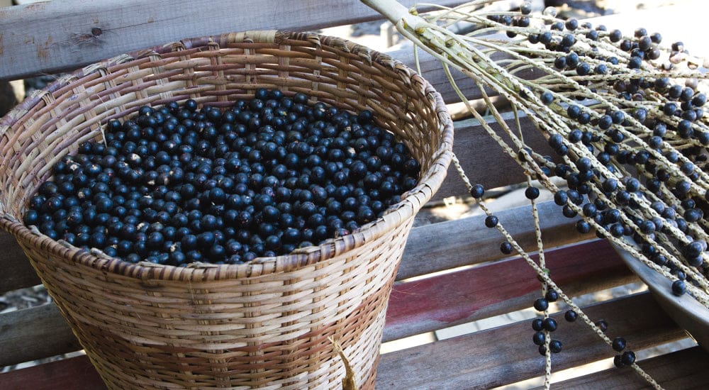 Acai Bowl - Acai Beeren