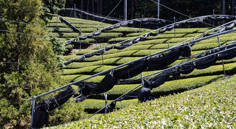 Matcha Anbau - Beschattung