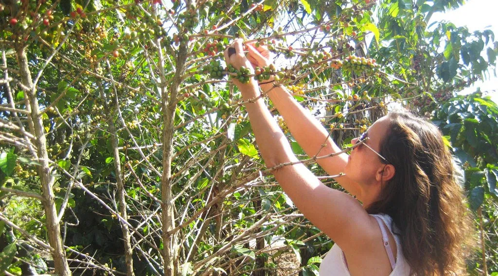 Heidi von Happy Coffee pfl&uuml;ckt Kaffeekirschen