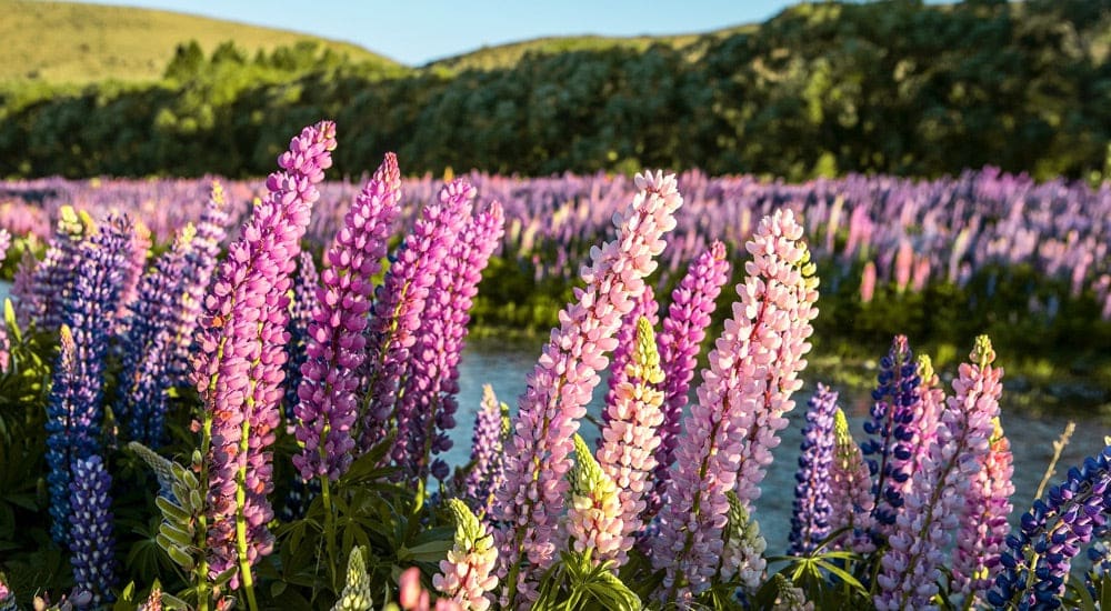 Lupinenkaffee - Lupinenfeld