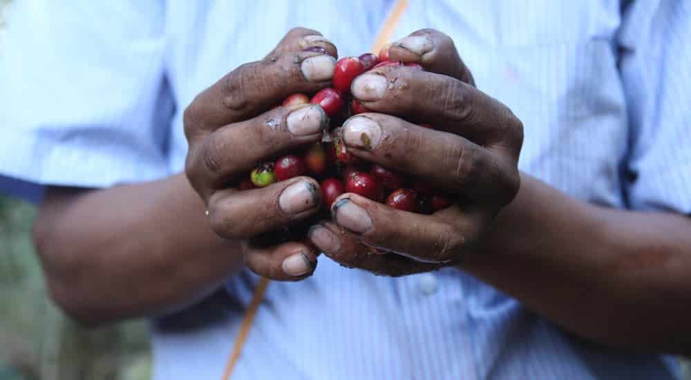 Kaffeebohnen - Ernte