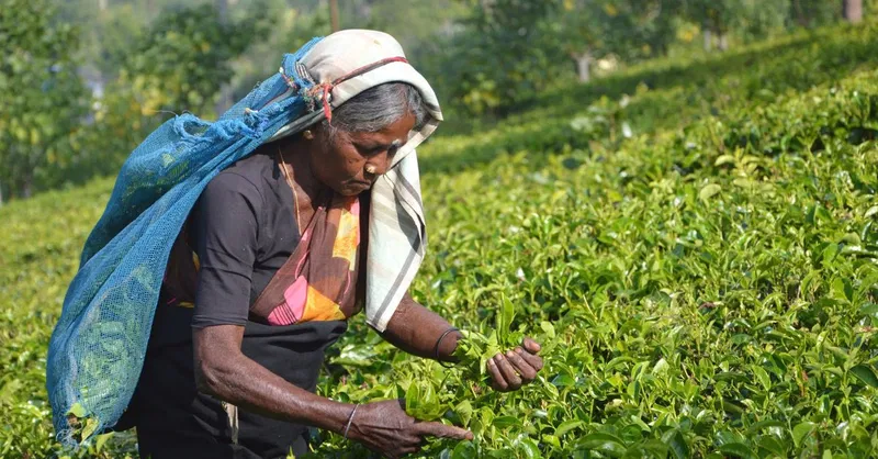 Ceylon Tee: Eine Reise durch die Welt des Schwarztees in Sri Lanka