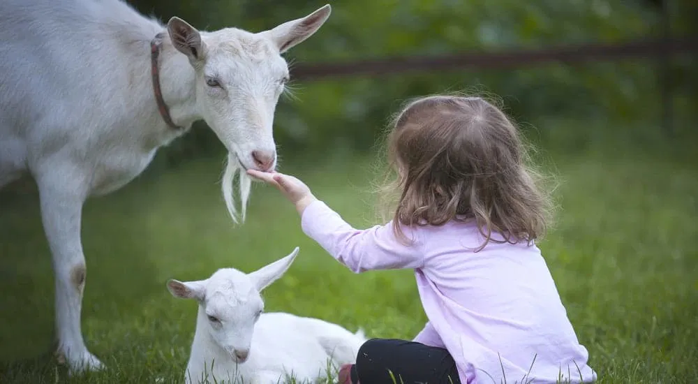 Dreieck der Nachhaltigkeit - Schule