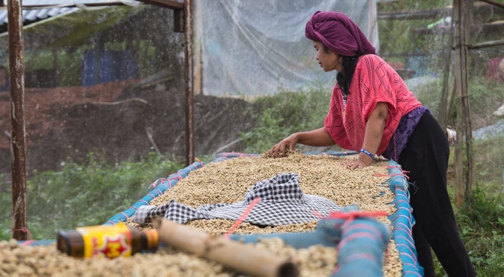 Kaffeekultur und Kaffeeanbau in Südostasien