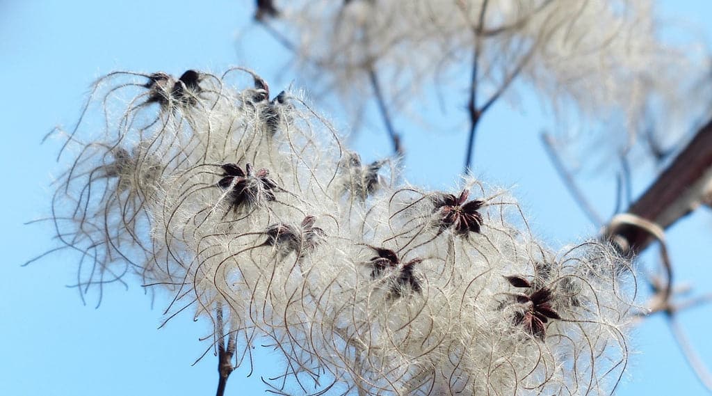 Eine Baumwollpflanze
