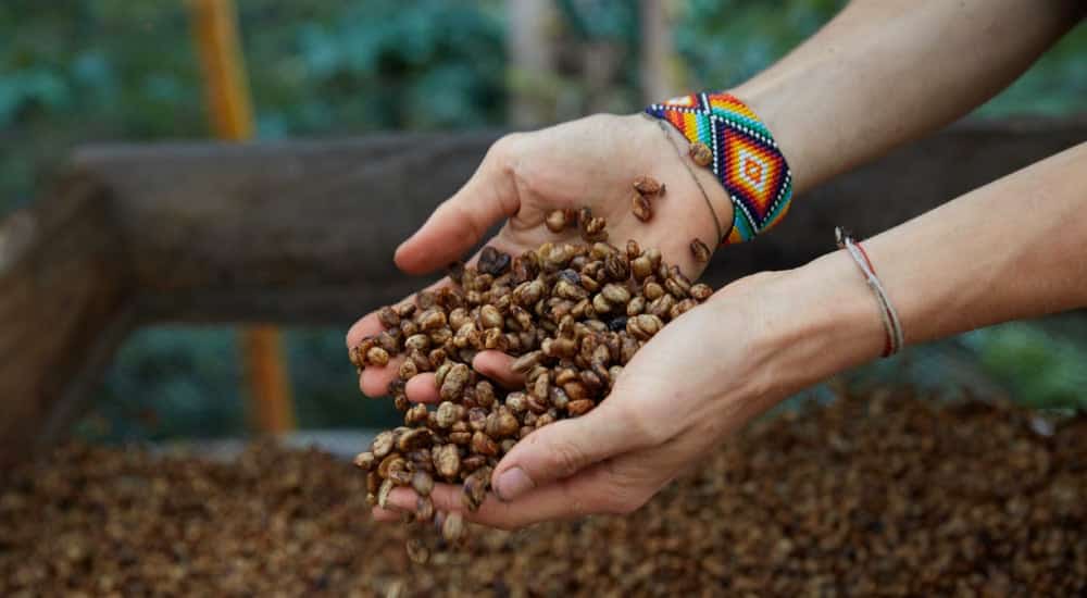 Kaffeeanbau in Kolumbien - Honey Processed Coffee