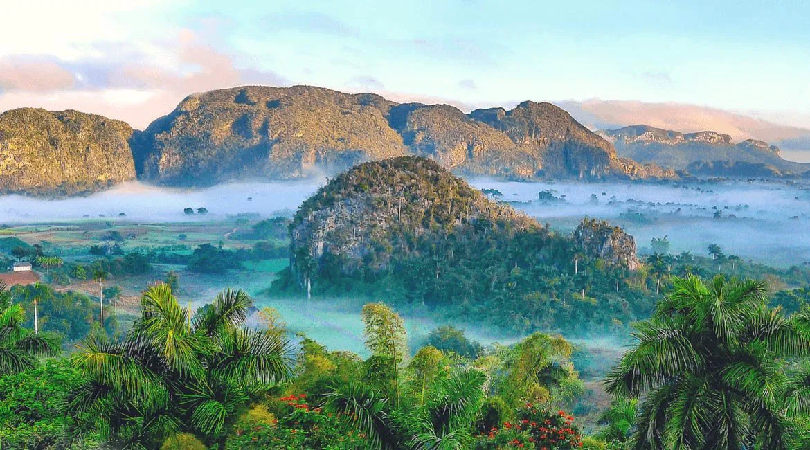 Karibik Kaffee: Spitzenbohnen mit tropischem Charakter