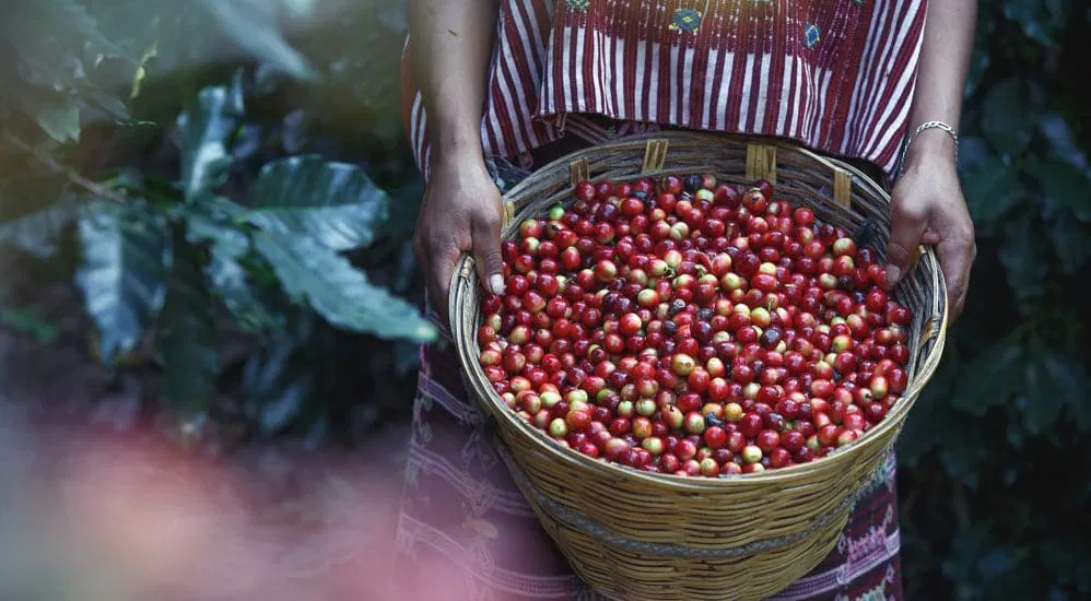 Kaffeesorten Liberica und Excelsa