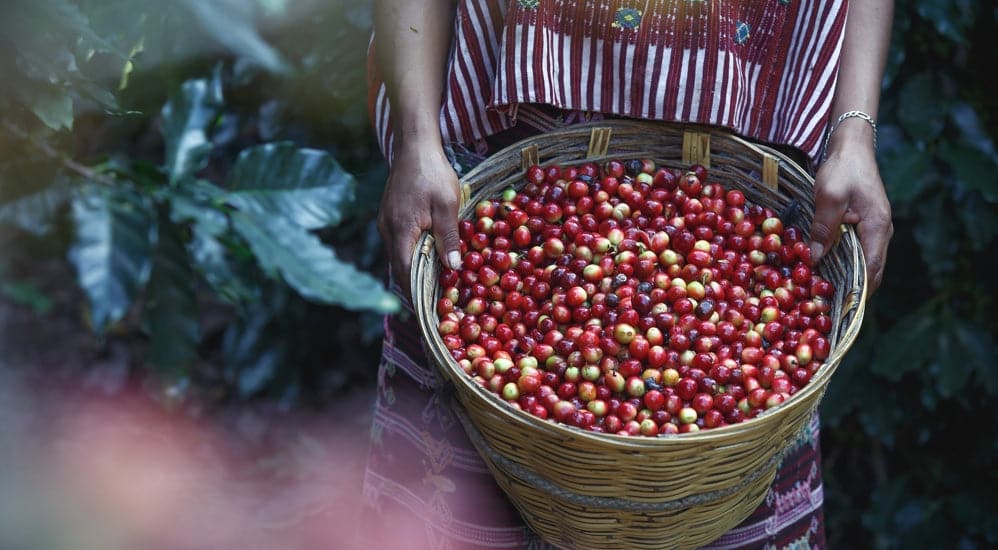 Kaffeesorten Liberica und Excelsa