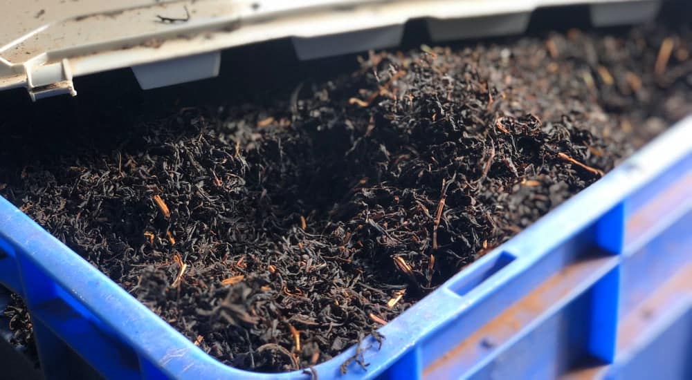 Teekampagne Tee