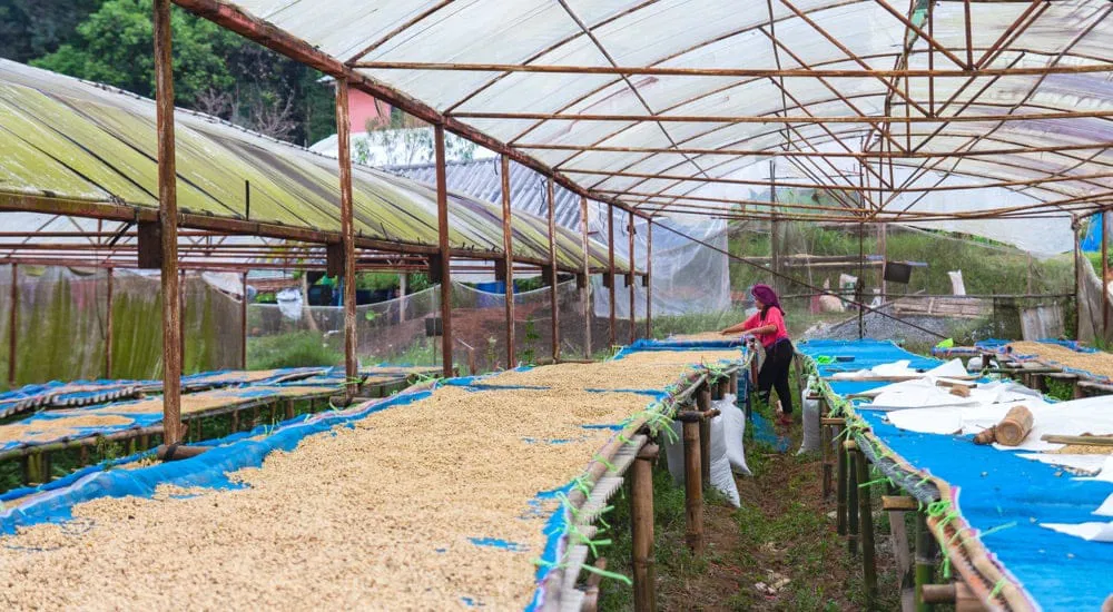 Chiang Mai Thailand - Kaffeebohnen auf Trockenbetten