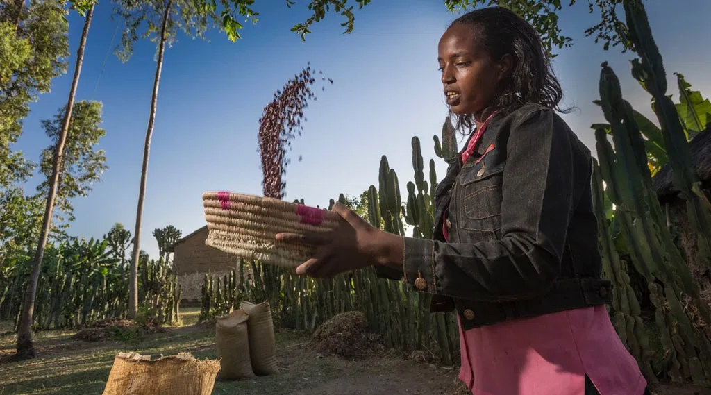 &Auml;thiopien Kaffee: Kaffee ist Handarbeit