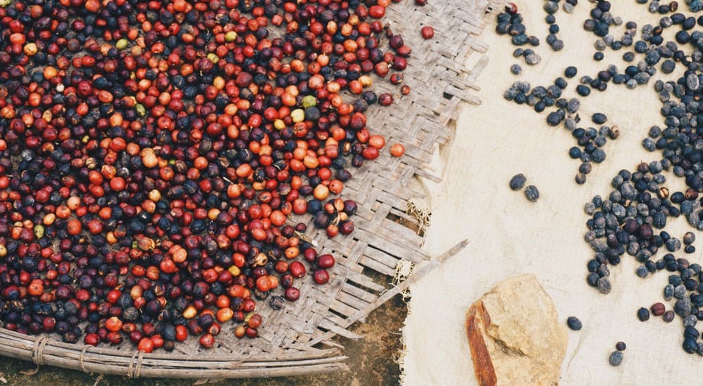 Natural Kaffee - Natural Cascara - Kaffeekirschen