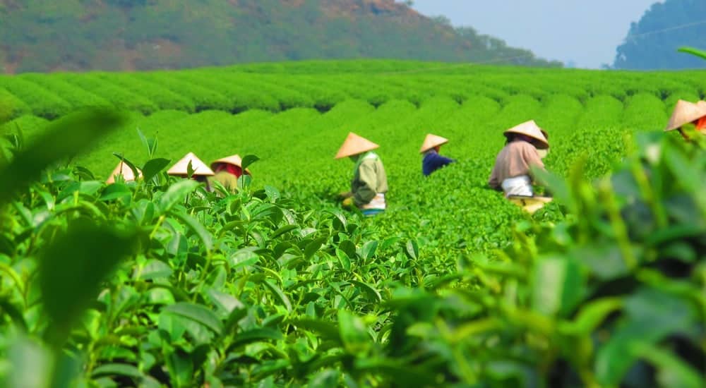 Teearten und Teesorten - Camellia sinensis assamica