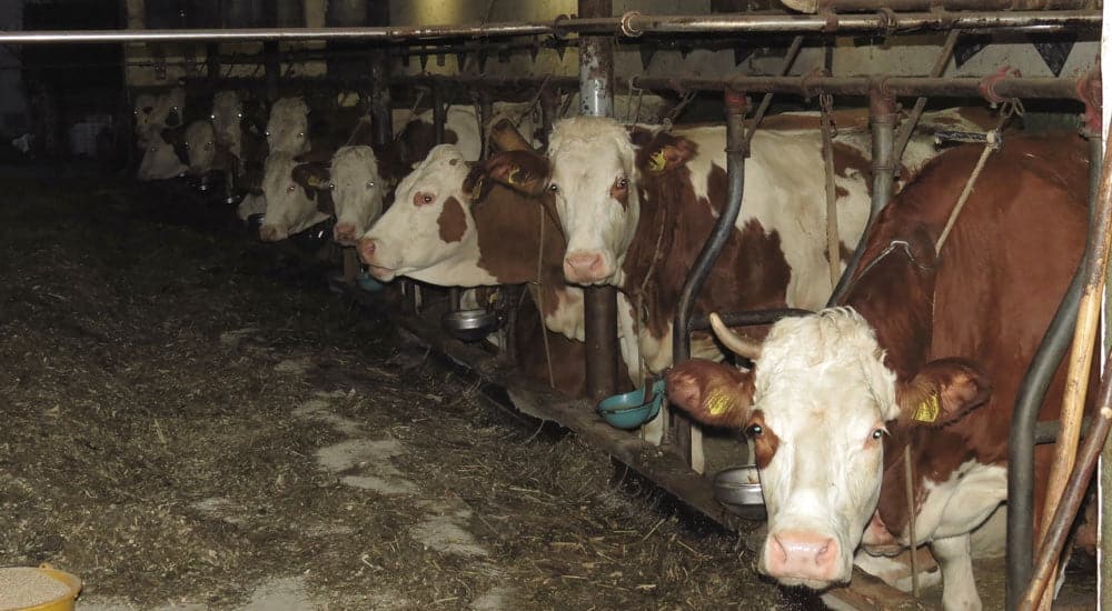 Milch gesund - Massentierhaltung