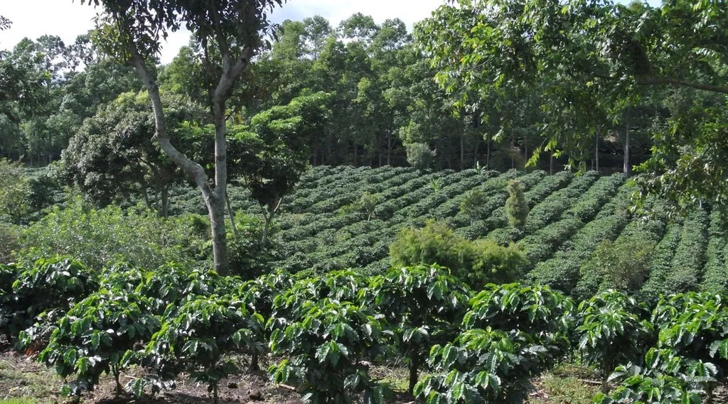 Kaffeefarm in Costa Rica