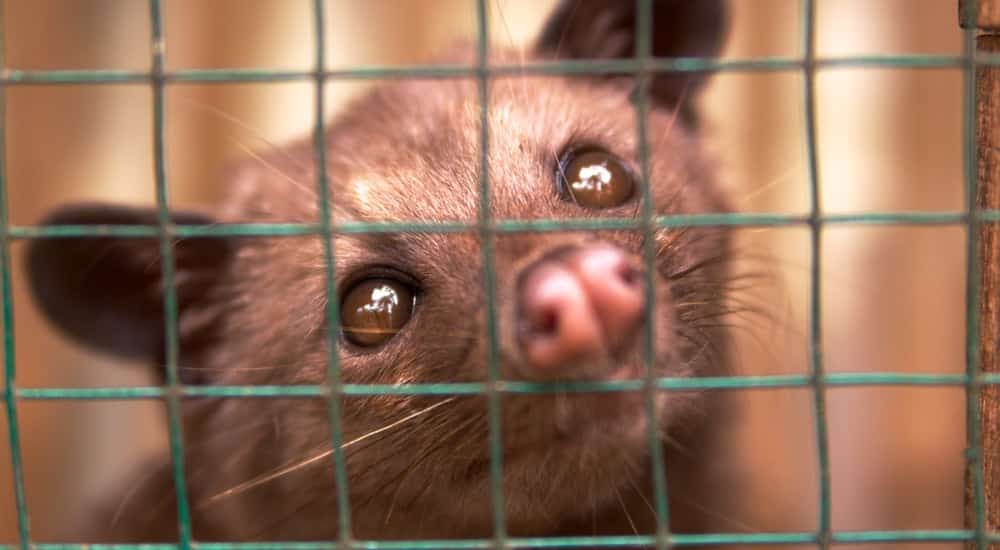 Luwak Musang - Fleckenmusang - Schleichkatze