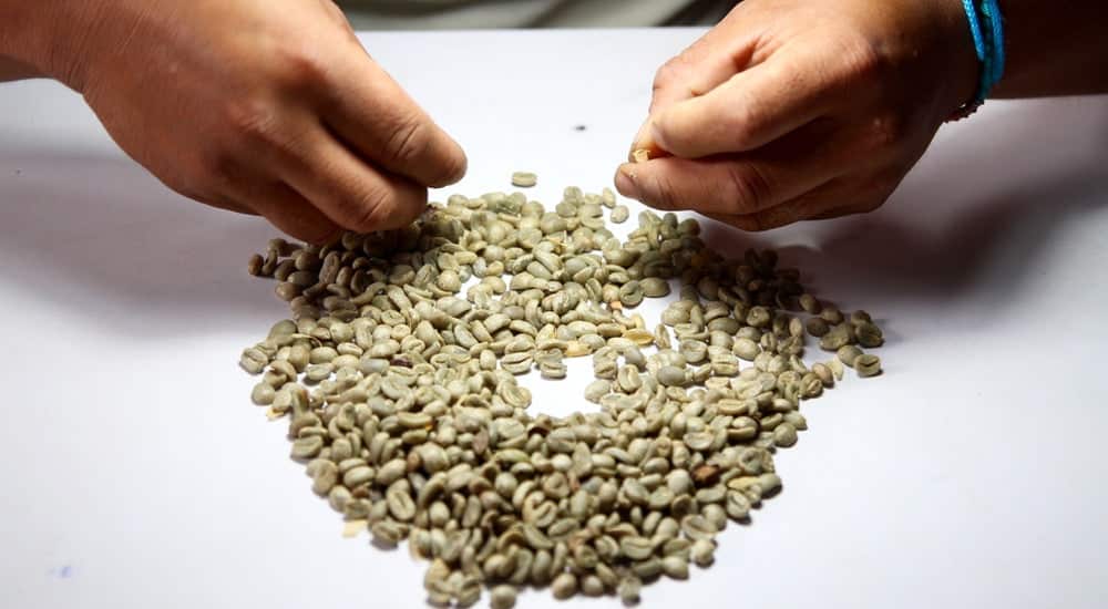 Grüner Kaffee - Handverlesen