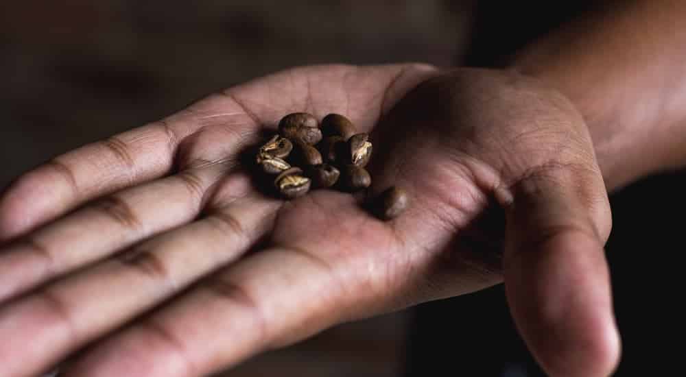 Kopi Luwak Kaffeebohnen