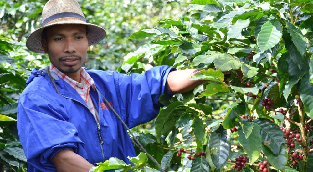 Bio Zertifizierung - Kaffeebauer
