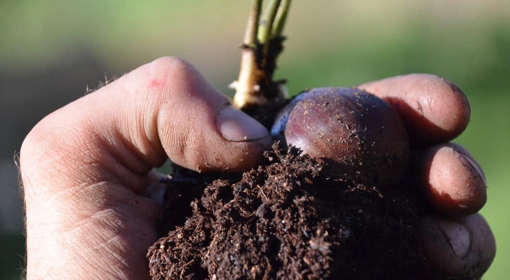 Permakultur - Bodenqualität