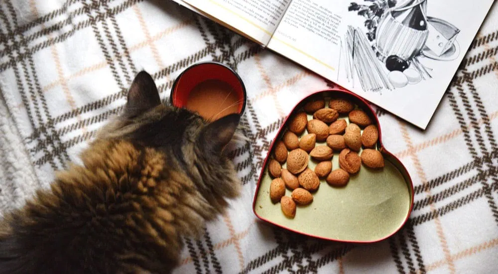 Koffein und Theobromin - Wirkung auf Tiere