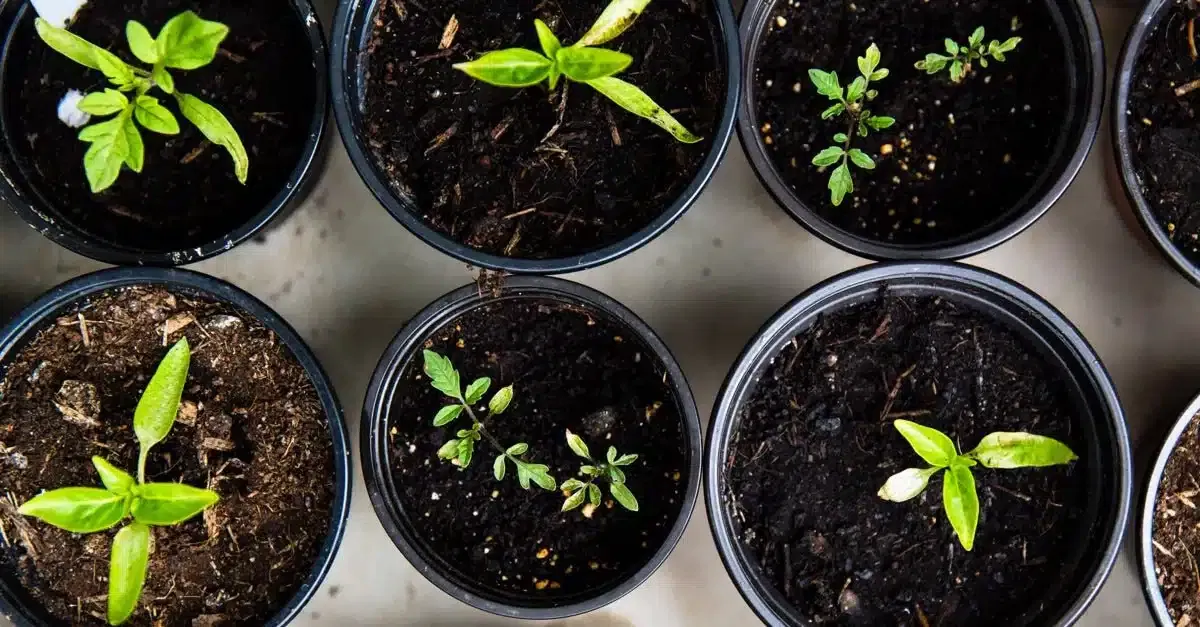 Kaffeesatz als Dünger, in Küche und Bad: 9 Ideen, wie du ihn verwerten kannst!