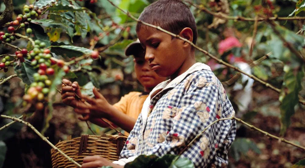 Bio Kaffee vs Fairtrade Kaffee