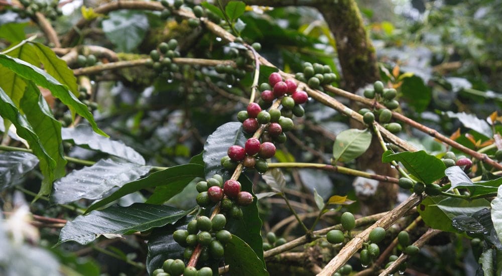 Kopi Luwak - reife Kaffeekirschen