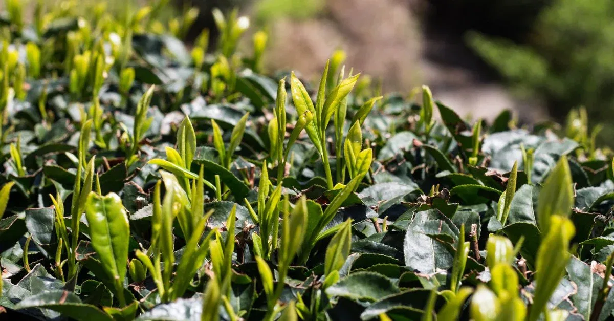 Grüner Tee: Alles über Anbauregionen, Sorten und den feinen Geschmack