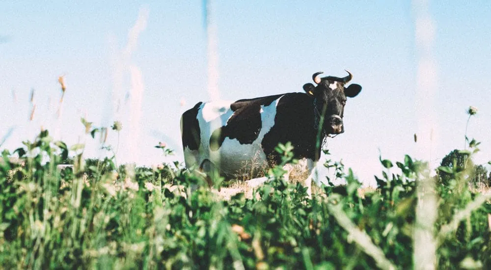 Milch gesund - Weidemilch