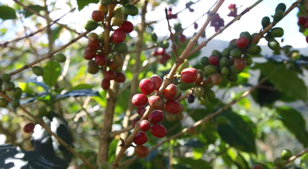 Kaffeesorten: Kaffeekirschen 