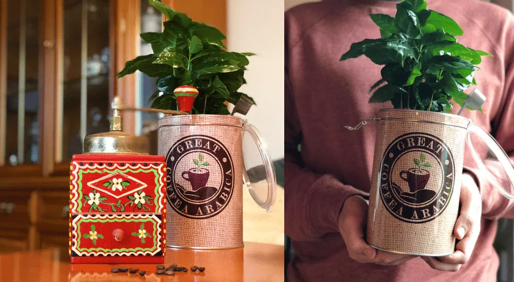 Kaffeepflanze vom Gärtner kaufen