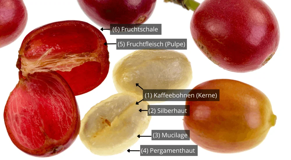 Kaffeekirsche - Aufbau Elemente Grafik