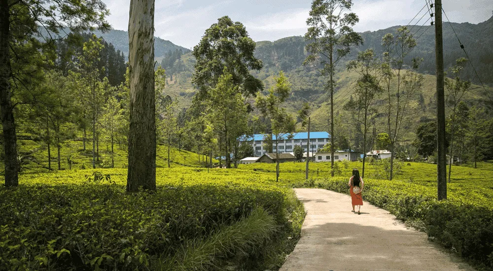 Ceylon Tee - Nuwara Eliya