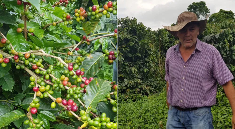 Kolumbien Kaffee Quindio