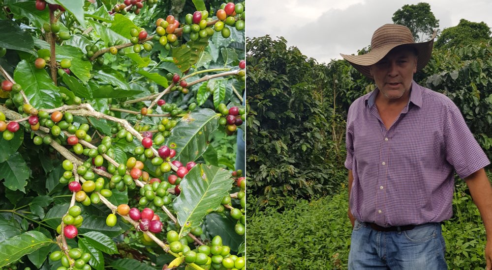 Kolumbien Kaffee Quindio
