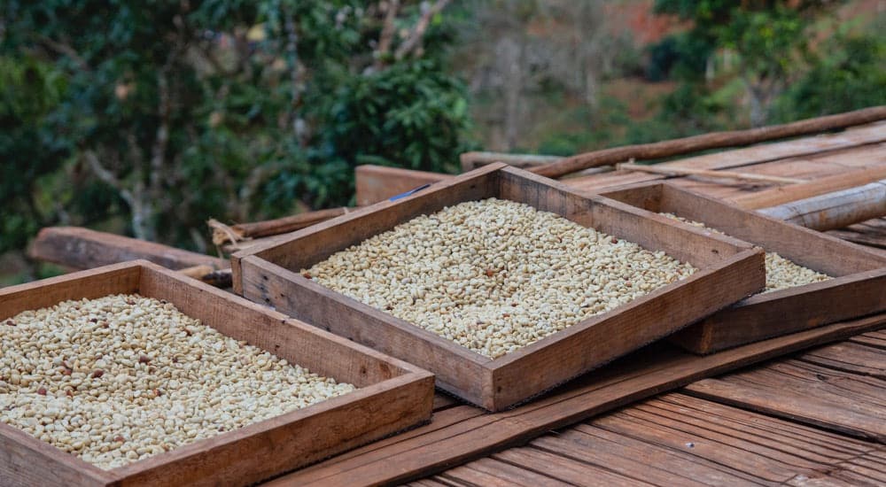 Chiang Mai - Arabica auf Trockenbetten