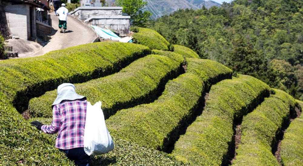 Grüner Tee: Anbauländer