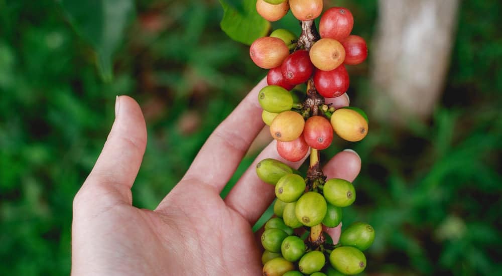 Ayurveda und Kaffee