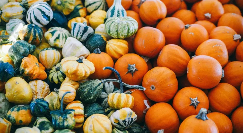 Pumpkin Spice Latte - Kürbis