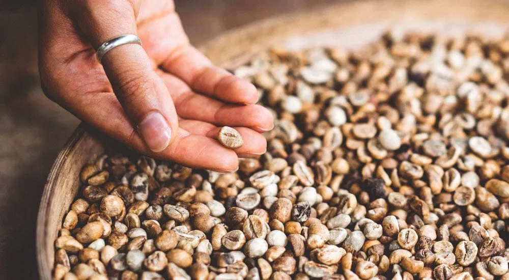 Kaffeegeschmack - Bohnen