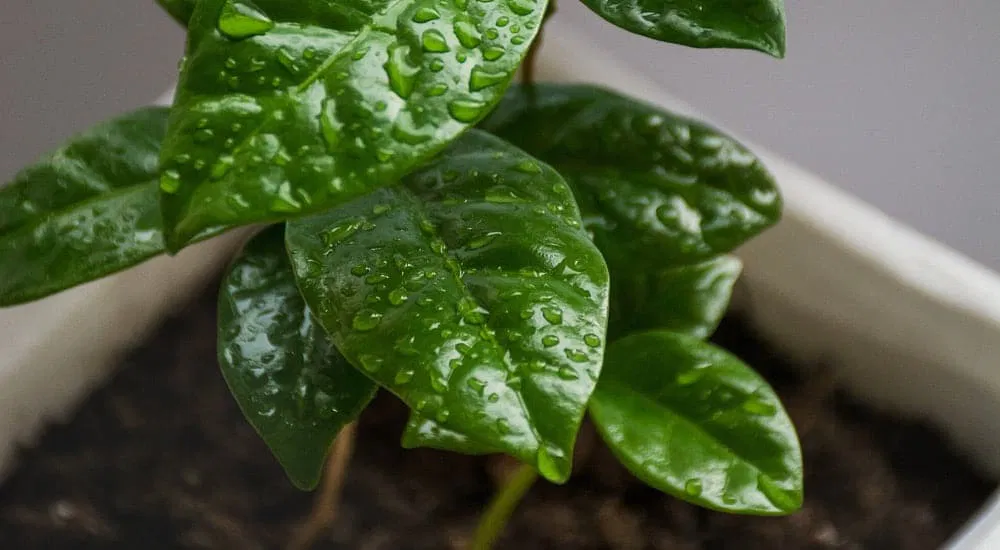 Kaffeepflanze - Blätter nass